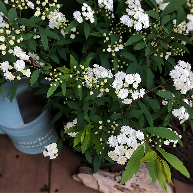 八重咲きコデマリ 4 5 庭の花 部屋全体のインテリア実例 04 05 10 57 28 Roomclip ルームクリップ 八重咲きコデマリ 4 5 庭の花 部屋全体のインテリア実例 04 05 10 57 28 Roomclip ルームクリップ