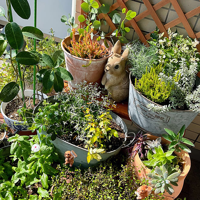 植物と暮らす ウエストリンギア エンジェルレース カルーナブルガリス ユーカリポポラス などのインテリア実例 22 09 12 10 08 13 Roomclip ルームクリップ