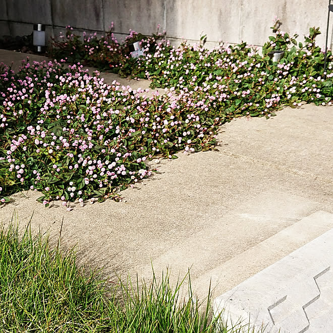 玄関 入り口 ガーデニング グランドカバー 植物のある暮らし ポリゴナム などのインテリア実例 18 10 28 21 52 13 Roomclip ルームクリップ