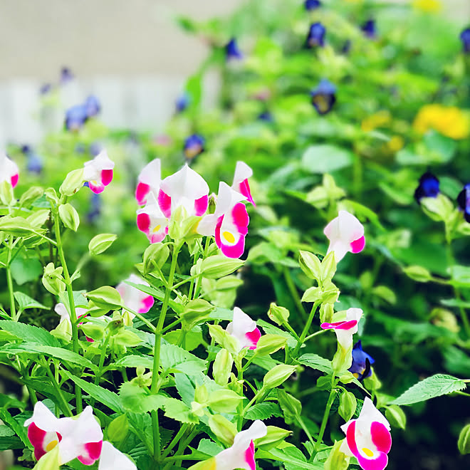 今朝の花壇 毎年 自生するトレニア 二世帯住宅完全分離型 築16年目 玄関 入り口のインテリア実例 21 09 27 10 11 41 Roomclip ルームクリップ