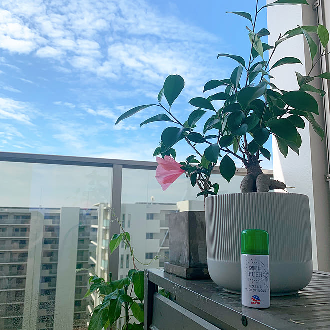 マンションベランダ Botanice 多肉植物 観葉植物 マンション などのインテリア実例 19 07 10 08 51 04 Roomclip ルームクリップ