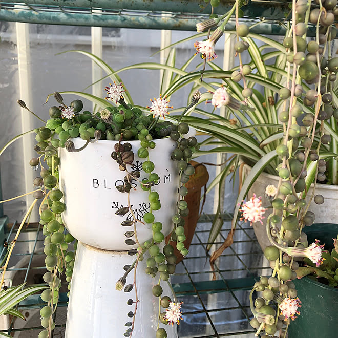 グリーンネックレスの花 お花のある暮らし ビニール温室 みどりのある暮らし 自分時間 などのインテリア実例 22 03 08 16 32 37 Roomclip ルームクリップ