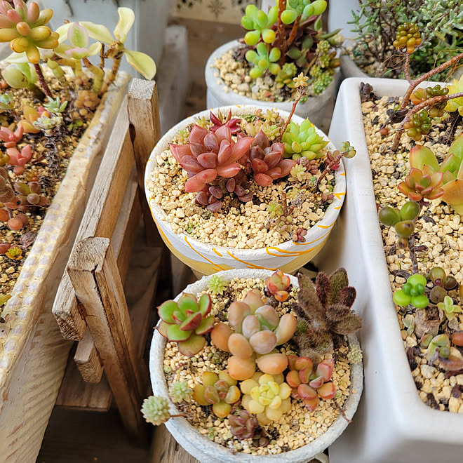 壁 天井 No Green No Life 多肉中毒 サンルーム 多肉植物 寄せ植え などのインテリア実例 22 09 23 13 15 17 Roomclip ルームクリップ