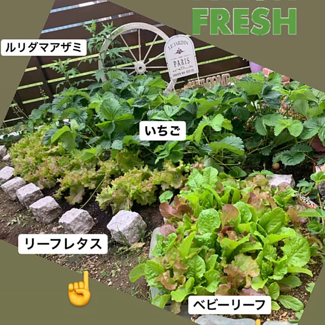 家庭菜園 サニーレタス 一条工務店 Ismart 庭 新居 などのインテリア実例 21 07 18 22 57 37 Roomclip ルームクリップ