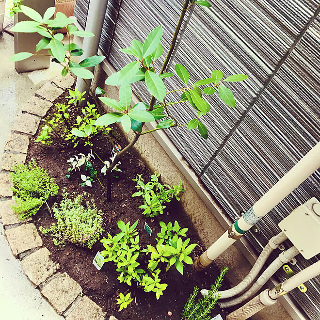 さつき ローズマリー 初雪カズラ パイナップルミント タイム などのインテリア実例 06 01 13 16 06 Roomclip ルームクリップ