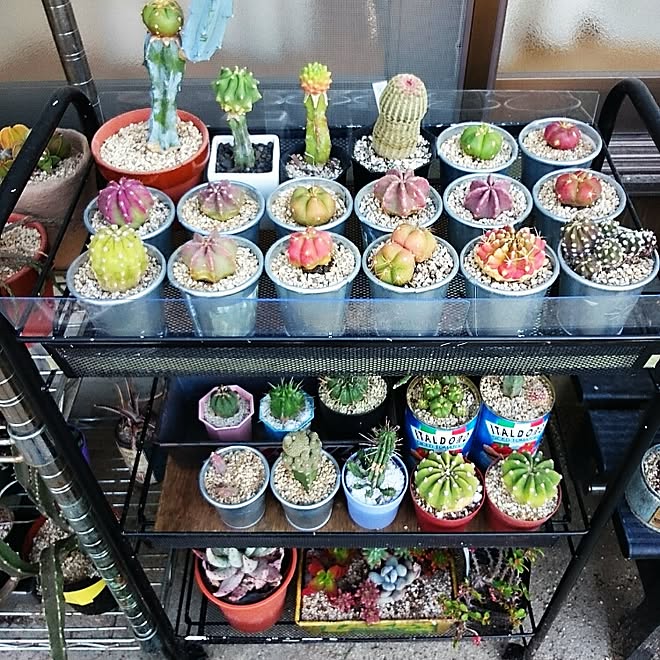 玄関/入り口/NO GREEN NO LIFE/サボテン男子/サボテンと多肉植物/丸サボテン好き&hellip;などのインテリア実例 201505