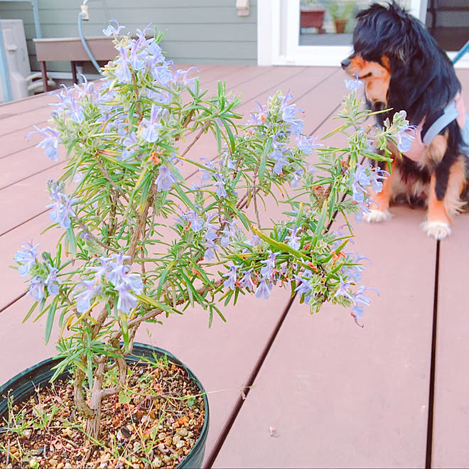 犬のいる暮らし ローズマリーの花 三協アルミ ウッドデッキ 樹脂デッキ 縁側ウッドデッキ などのインテリア実例 05 07 18 11 03 Roomclip ルームクリップ