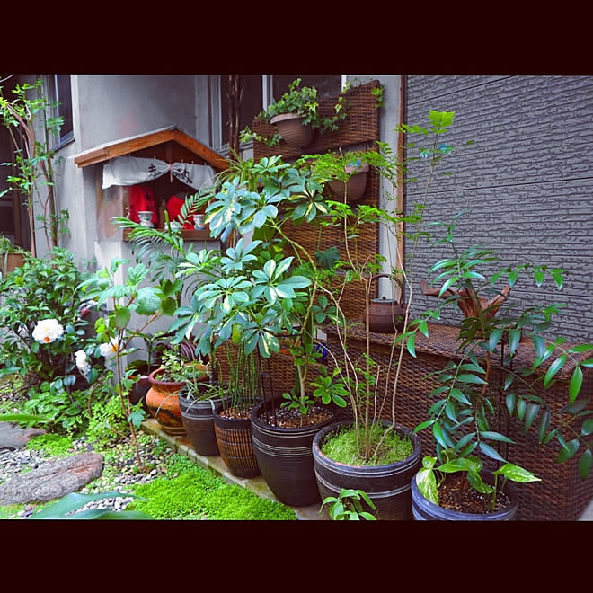 玄関 入り口 観葉植物 京都 京町家に住む 坪庭 などのインテリア実例 04 10 17 18 36 Roomclip ルームクリップ