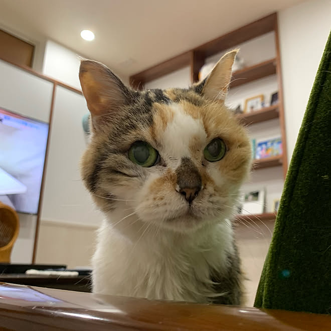 猫と暮らす ねこのいる暮らし ねこと暮らす ペット用壁紙 ねことここちよく暮らす などのインテリア実例 22 02 22 03 26 Roomclip ルームクリップ