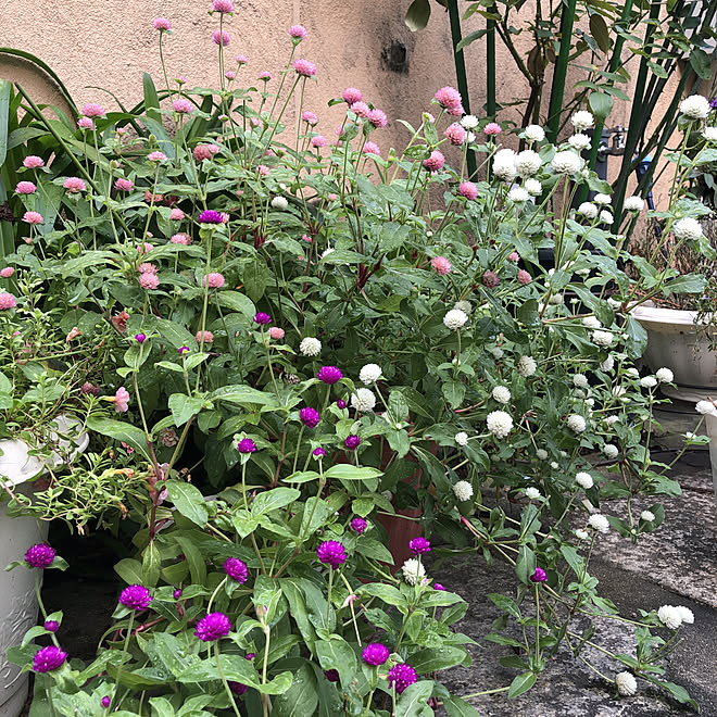 千日紅リース リース作りたいな 癒し ピンク色の花 白い花 などのインテリア実例 22 09 07 08 45 Roomclip ルームクリップ