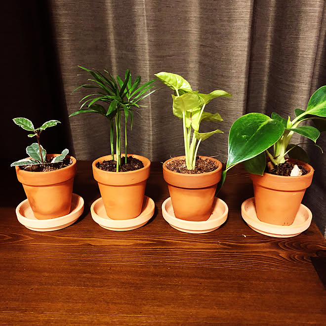 ミニ観葉植物 100均 ダイソー 観葉植物のインテリア実例 21 02 26 51 06 Roomclip ルームクリップ