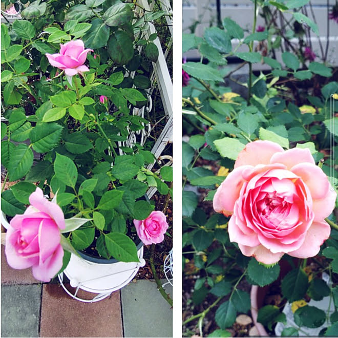 玄関 入り口 お庭 半日陰のお庭 薔薇 2番花 などのインテリア実例 22 06 28 08 00 21 Roomclip ルームクリップ