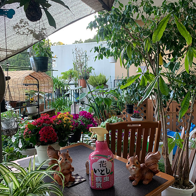 夕方のベランダから ベンジャミン大木 花いとし ベランダガーデニング モニター投稿 などのインテリア実例 22 04 22 18 00 11 Roomclip ルームクリップ