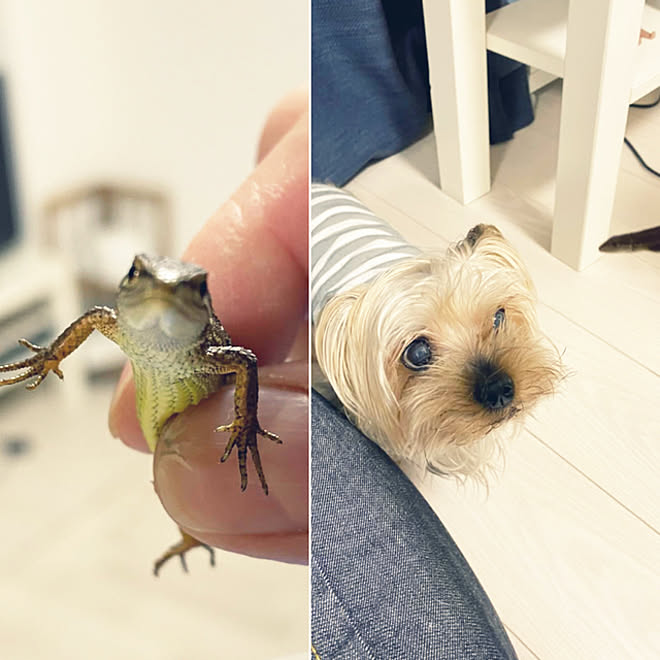 セシル食べそう 前のは逃したらしい またカナヘビ連れてきた シニア犬と暮らす こどもと暮らす などのインテリア実例 22 05 17 17 50 43 Roomclip ルームクリップ