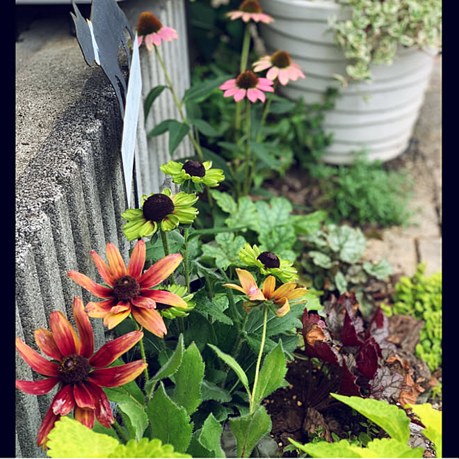 夏 趣味の園芸 ルドベキア エキナセア グリーン などのインテリア実例 22 08 07 09 18 04 Roomclip ルームクリップ