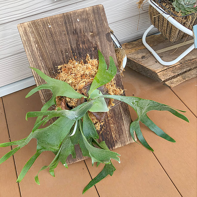 ビカクシダ板付け/海を感じるインテリア/わんこと暮らす家/平屋/セダム寄せ植え&hellip;などのインテリア実例 20200618 2114