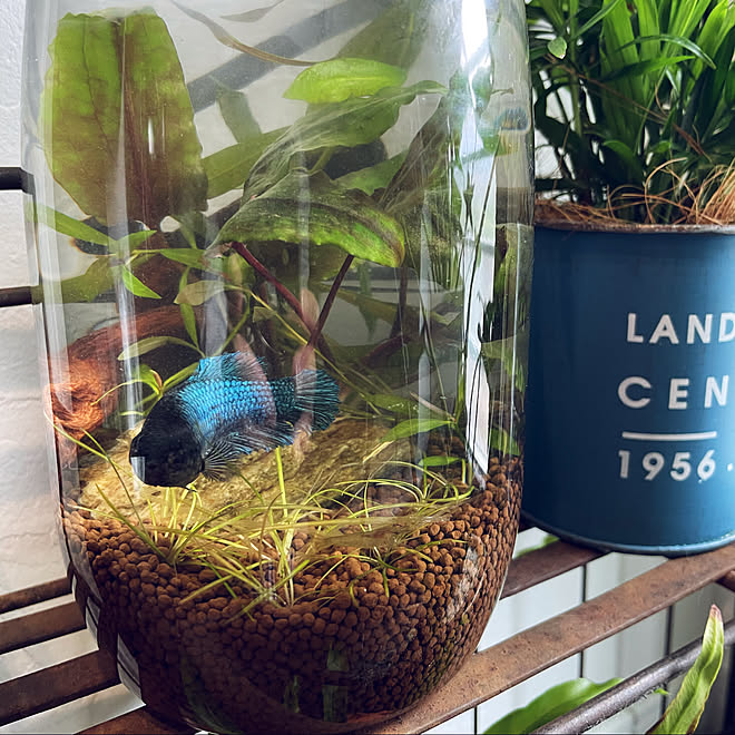水草 ベタ アクアテラリウム ガーデン雑貨 植物のある暮らし などのインテリア実例 21 04 28 09 18 28 Roomclip ルームクリップ