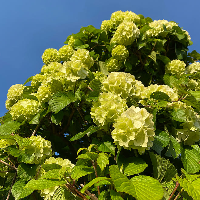 オオデマリ 庭の花 花のある暮らし 庭 玄関 入り口のインテリア実例 04 21 12 37 53 Roomclip ルームクリップ オオデマリ 庭の花 花のある暮らし 庭 玄関 入り口のインテリア実例 04 21 12 37 53 Roomclip ルームクリップ