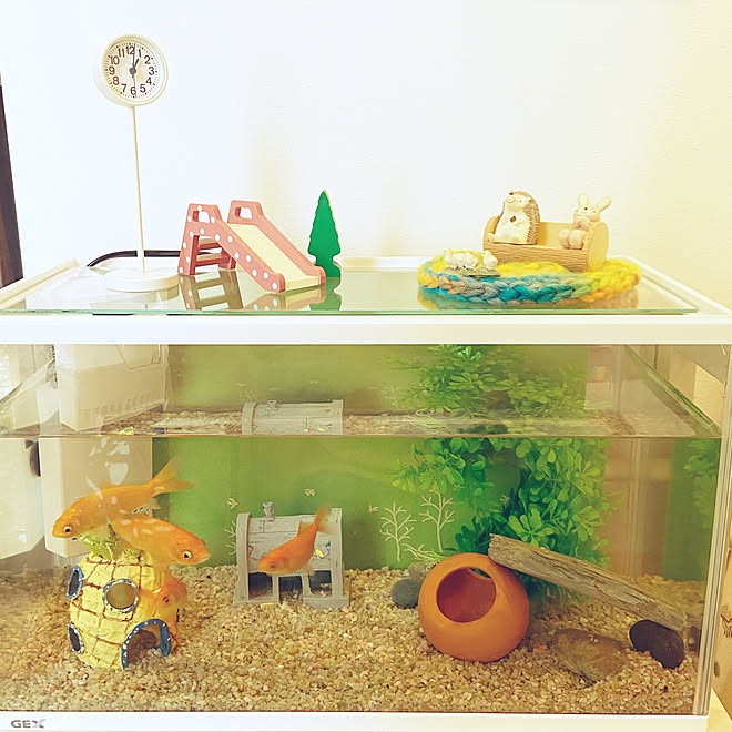 公園ディスプレイ 公園の時計ミニ 水槽スペース 金魚のいる暮らし 金魚すくいの金魚 などのインテリア実例 04 27 14 50 50 Roomclip ルームクリップ