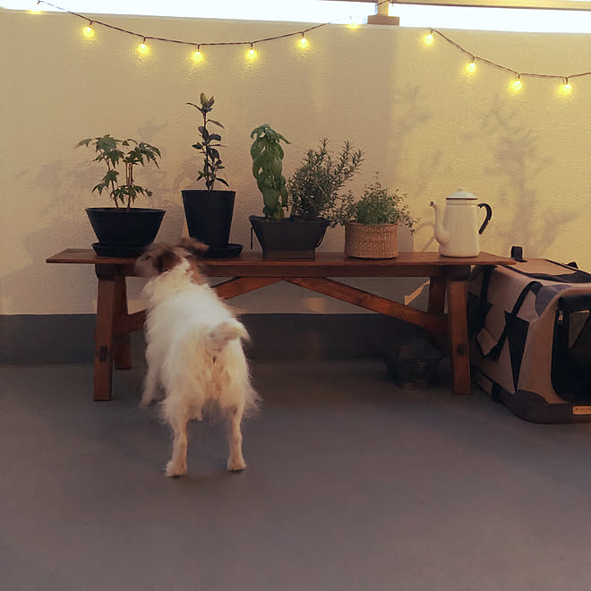 ガーランドライト ベランダからの景色 夏の日 犬と暮らす マンション暮らし などのインテリア実例 21 07 09 19 47 37 Roomclip ルームクリップ