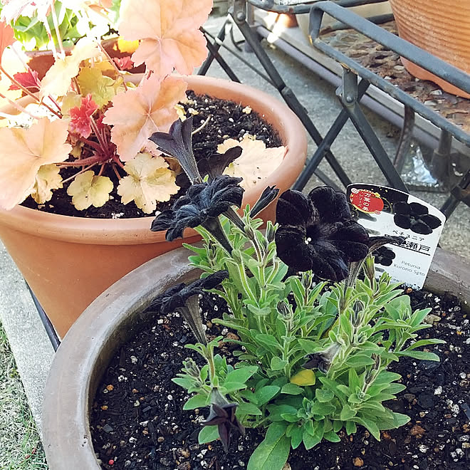 玄関 入り口 花のある暮らし いいね いつもありがとうございます フォローありがとうございます 黒之瀬戸 などのインテリア実例 21 04 22 07 01 Roomclip ルームクリップ