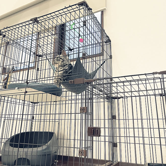 カインズ ゲージ ペットと暮らすインテリア 猫ハンモック 猫のいる暮らし などのインテリア実例 21 05 05 17 35 Roomclip ルームクリップ カインズ ゲージ ペットと暮らすインテリア 猫ハンモック 猫のいる暮らし などのインテリア実例 21 05 05 17 35 Roomclip ルームクリップ