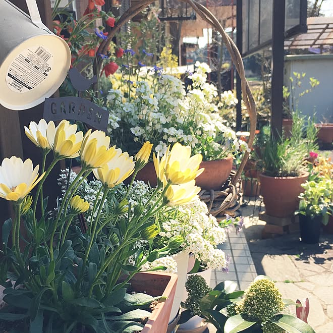バス/トイレ/オステオスペルマム・キララ/花のある暮らし/お花好き/雑貨&hellip;などのインテリア実例 20170413 150138