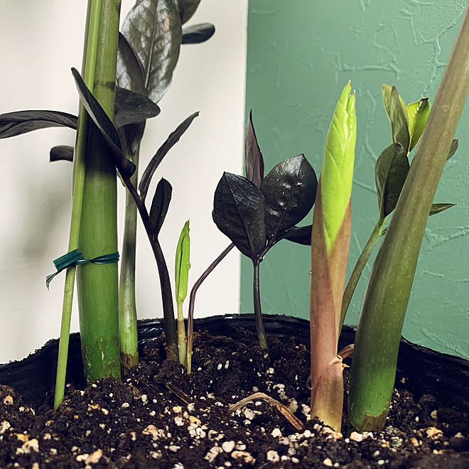 黒い観葉植物 ザミオクルカスレイヴァン 新芽 黒い葉っぱ ザミオクルカス レイヴン などのインテリア実例 21 06 06 12 01 05 Roomclip ルームクリップ
