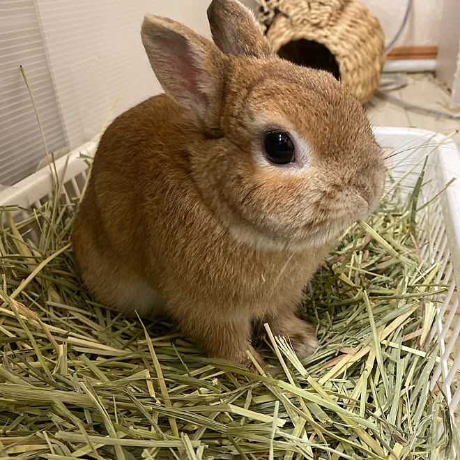 ネザーランドドワーフ うさぎのいる生活 うさぎと暮らす うさぎ ペット などのインテリア実例 21 05 06 18 00 02 Roomclip ルームクリップ