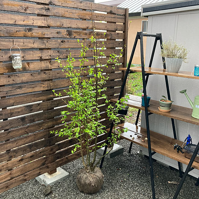 ウッドフェンス シンボルツリー 加工なし ラダーシェルフdiy アオハダ などのインテリア実例 21 05 17 06 06 22 Roomclip ルームクリップ