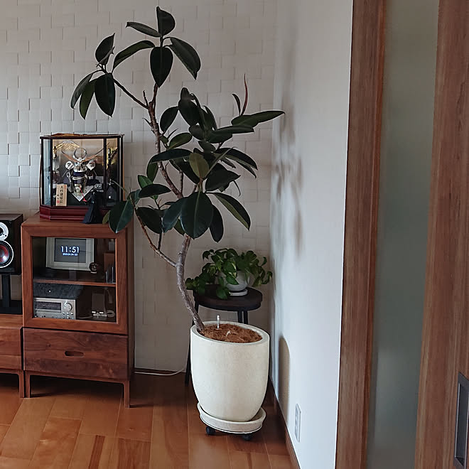 壁 天井 観葉植物 フィカスバーガンディ ポトス かぶと飾りのインテリア実例 04 06 05 Roomclip ルームクリップ 壁 天井 観葉植物 フィカスバーガンディ ポトス かぶと飾りのインテリア実例 04 06 05 Roomclip ルームクリップ