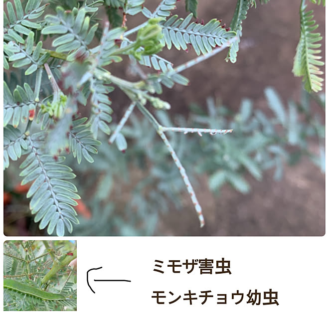 ミモザ害虫 ミモザ いいね フォローに感謝です いいねと フォローの押し逃げすみません 9 27 などのインテリア実例 09 27 08 08 39 Roomclip ルームクリップ ミモザ害虫 ミモザ いいね フォローに感謝です いいねと フォローの押し逃げすみません 9 27 などのインテリア実例 09 27 08 08 39 Roomclip ルームクリップ
