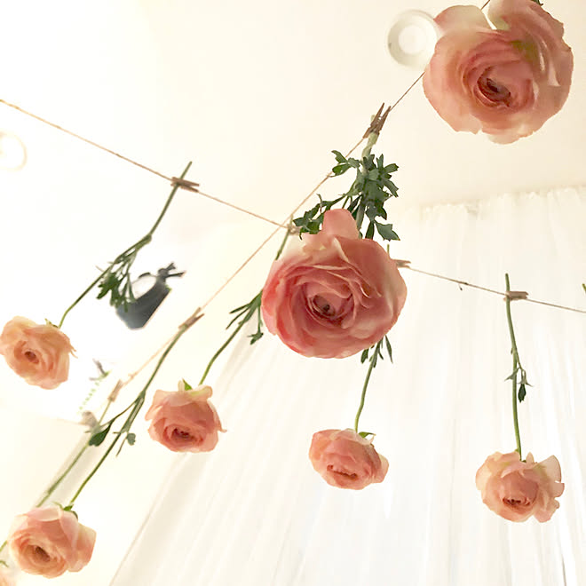 ドライフラワー作成中 19 2 26 ラナンキュラス 花のある暮らし 切り花 などのインテリア実例 19 02 26 52 Roomclip ルームクリップ