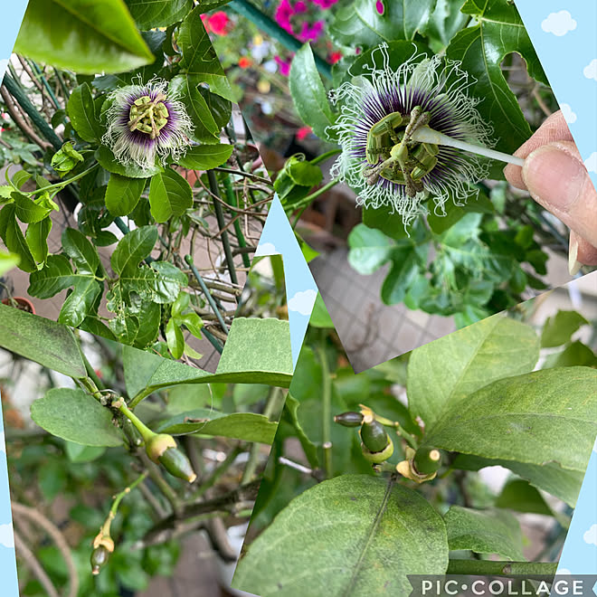 レモンたくさん付いてるけどほとんど落ちる パッションフルーツの花 好きな時間 グリーンのある暮らし いつもいいねやコメありがとうございます などのインテリア実例 22 05 24 17 52 51 Roomclip ルームクリップ