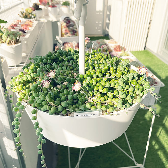 グリーンネックレス 観葉植物のある暮らし ガーデニング 寄せ植え 整理収納アドバイザー などのインテリア実例 22 04 13 07 39 03 Roomclip ルームクリップ