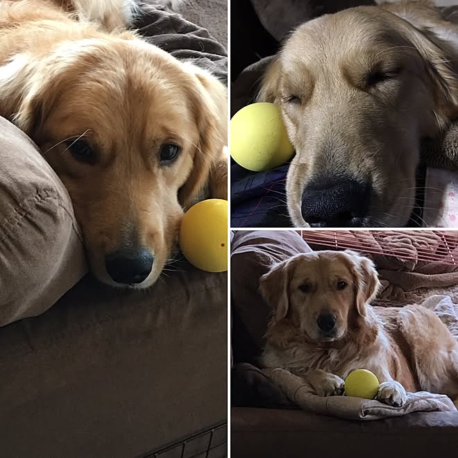 ベッド周り 犬と暮らす部屋 ゴールデンレトリバー ペットと暮らす いたずら小僧のインテリア実例 17 01 29 19 17 27 Roomclip ルームクリップ ベッド周り 犬と暮らす部屋 ゴールデンレトリバー ペットと暮らす いたずら小僧のインテリア実例 17 01 29 19 17 27 Roomclip ルームクリップ