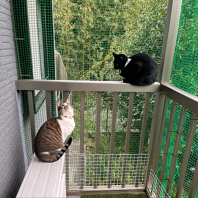 脱走防止ネット 寒い朝 ベランダの猫 白キジのん ねこのいる風景 などのインテリア実例 22 01 15 08 07 51 Roomclip ルームクリップ
