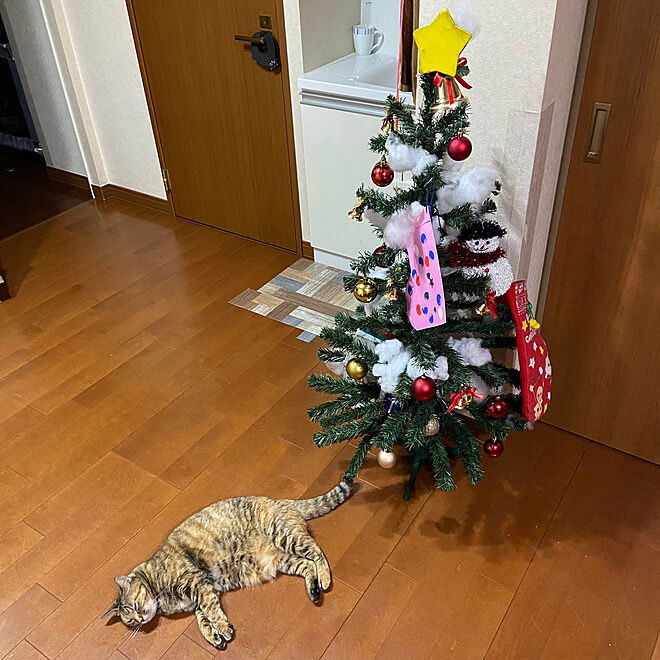 9歳 ねこのいる暮らし 猫のいる暮らし クリスマスツリー1cm クリスマスツリー などのインテリア実例 22 11 19 22 41 50 Roomclip ルームクリップ