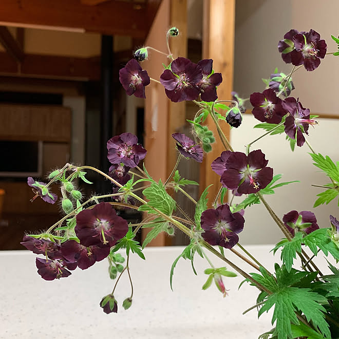 大人カラー フウロ草 庭の花 黒花フウロ キッチン などのインテリア実例 21 06 03 44 22 Roomclip ルームクリップ