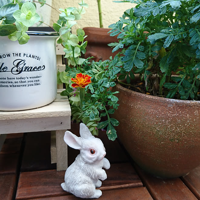 リビング 夏 ベランダガーデニング 輸入住宅 お花のある暮らし などのインテリア実例 09 04 05 42 08 Roomclip ルームクリップ