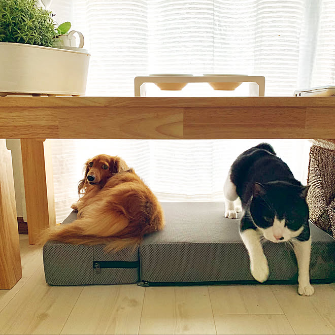 ペットと暮らす賃貸 ペットと暮らすインテリア ペットインテリア 犬と猫のいる暮らし Ikea などのインテリア実例 06 24 19 48 Roomclip ルームクリップ