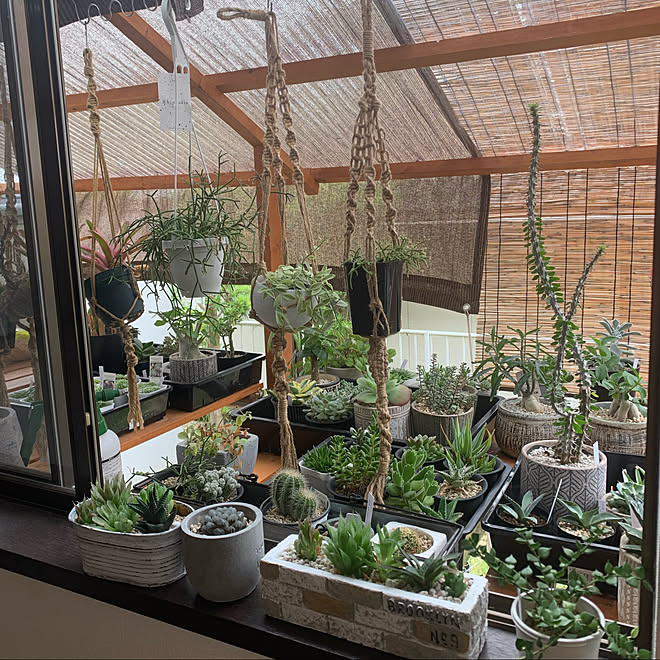 プラントハンガー リプサリス ハオルシア 植物のある暮らし 単管パイプ などのインテリア実例 08 28 10 06 29 Roomclip ルームクリップ プラントハンガー リプサリス ハオルシア 植物のある暮らし 単管パイプ などのインテリア実例 08 28 10 06 29 Roomclip ルームクリップ
