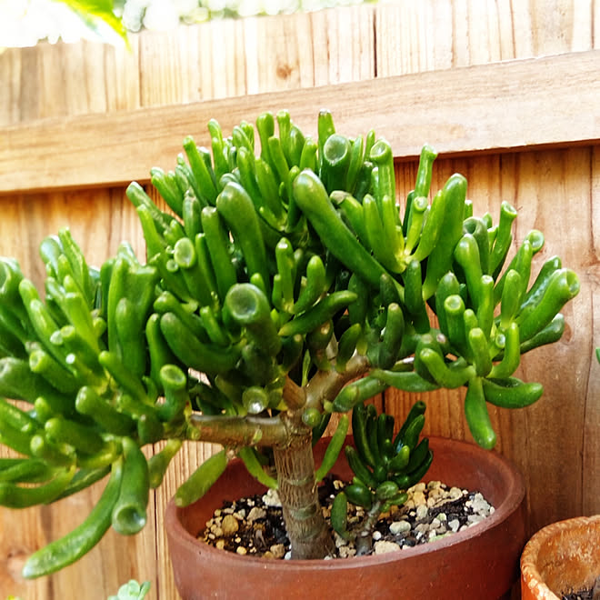ゴーラム 多肉植物 多肉のインテリア実例 19 09 25 10 45 52 Roomclip ルームクリップ ゴーラム 多肉植物 多肉のインテリア実例 19 09 25 10 45 52 Roomclip ルームクリップ