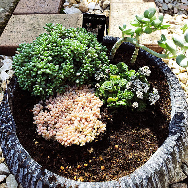 ヒメシュウレイ パープルヘイズ 裏口 多肉植物 多肉植物寄せ植え などのインテリア実例 19 04 03 14 22 17 Roomclip ルームクリップ
