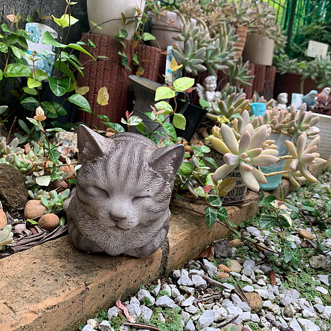 猫の置物 ハツユキカズラ 多肉植物 梅雨 たくさんのいいねフォローに感謝です などのインテリア実例 06 25 11 32 50 Roomclip ルームクリップ 猫の置物 ハツユキカズラ 多肉植物 梅雨 たくさんのいいねフォローに感謝です などのインテリア実例 06 25 11 32 50 Roomclip ルームクリップ