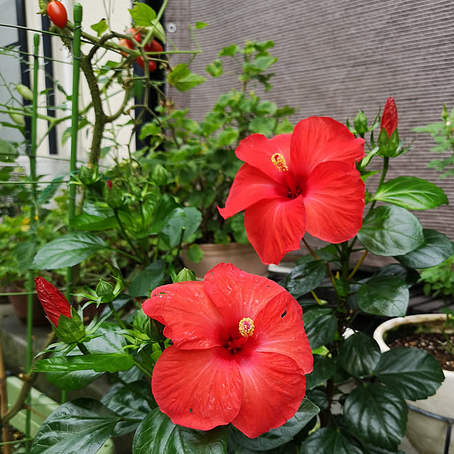 部屋全体 庭 夏 ハイビスカス 季節の花のインテリア実例 19 08 22 13 49 54 Roomclip ルームクリップ 部屋全体 庭 夏 ハイビスカス 季節の花のインテリア実例 19 08 22 13 49 54 Roomclip ルームクリップ