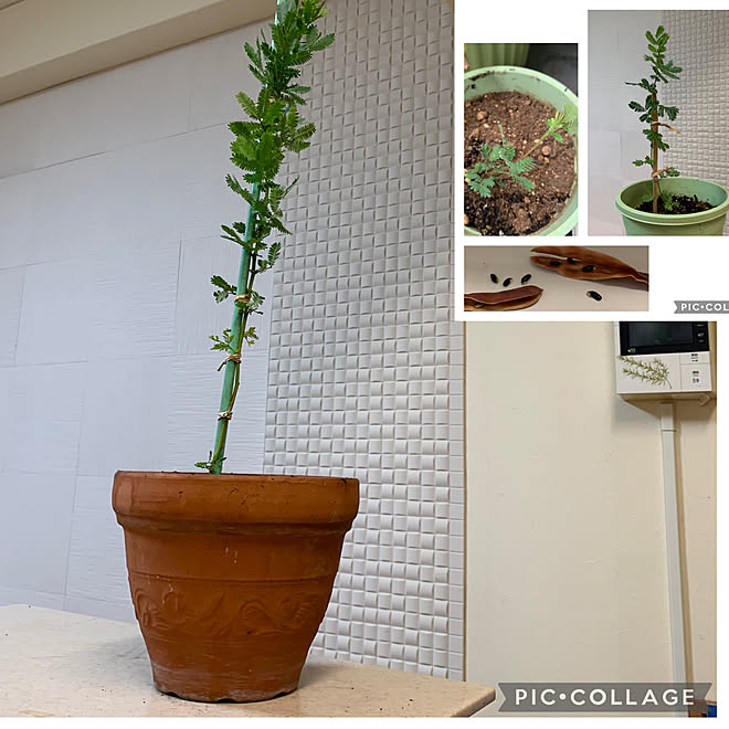 種から育ててます 植え替えしました ミモザ キッチンのインテリア実例 21 12 09 08 32 57 Roomclip ルームクリップ