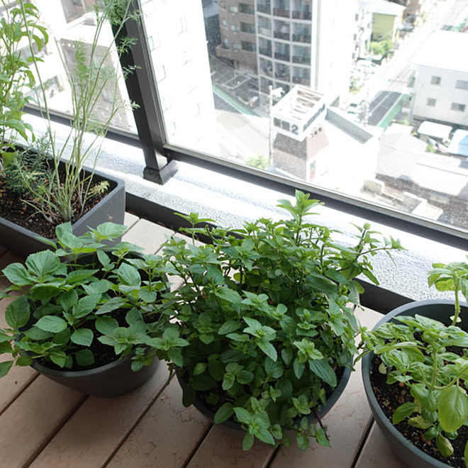 大葉栽培 バジル育て中 モヒートミント ベランダ フローラ黒田園芸 などのインテリア実例 21 07 04 12 49 21 Roomclip ルームクリップ