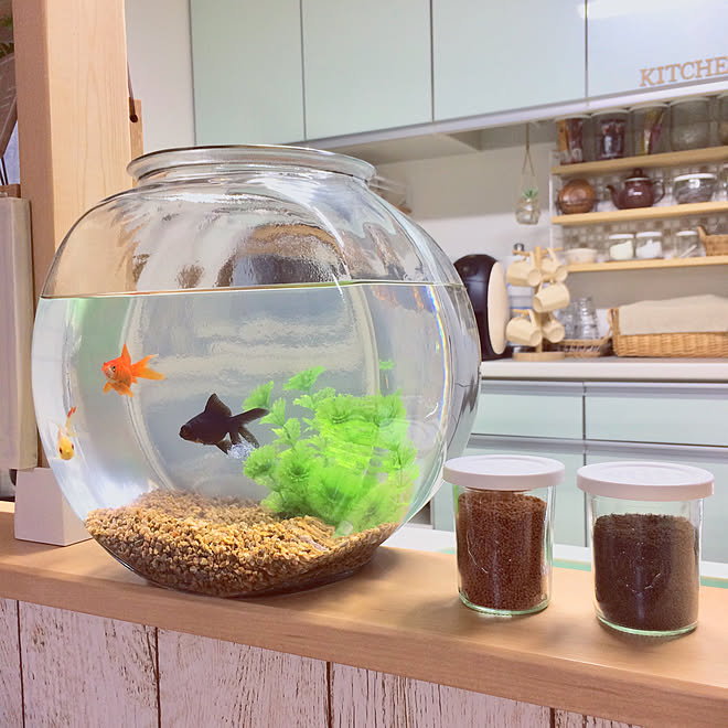 キッチン ペット 瓶 餌入れ Weck などのインテリア実例 18 05 16 19 18 Roomclip ルームクリップ