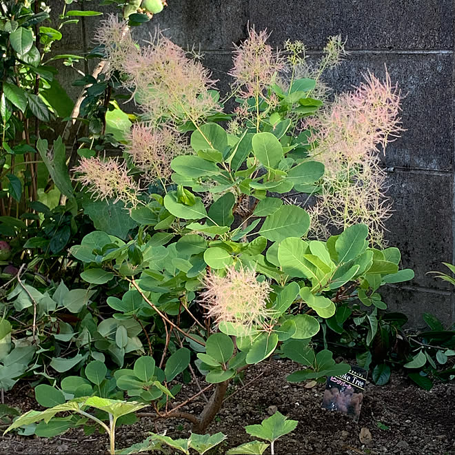 ベッドまわりではありません スモークツリーのピンクパール スモークツリー可愛い ドライフラワーのある暮らし 花とグリーンのある暮らし などのインテリア実例 21 06 01 17 51 42 Roomclip ルームクリップ